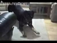 Free animal sex videos featuring a black dog